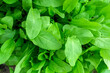 Organic sorrel texture growing in garden bed growing agriculture. Selective focus