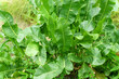 Horseradish Armoracia rusticana, syn. Cochlearia armoracia is a perennial plant of the family Brassicaceae. Selective focus
