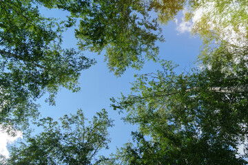 Wall Mural - branches blue sky space for text. nature background and nature design. looking up