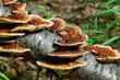 Anise mazegill, a brown rot fungus, Gloeophyllum odoratum