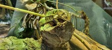 Panorama View Of A Green Iguana Walking On The Tree