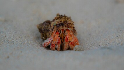 Canvas Print - Closeup of a hermit crab isolated on the white sand