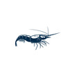 Shrimp with whiskers isolated underwater animal. Vector king prawn, seafood tiger shrimp