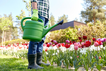 Wall Mural - gardening and people concept - close up of man with watering can and tulip flowers at garden