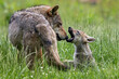 european gray wolf pup with mom