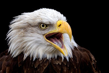 Bald American Eagle Screaming