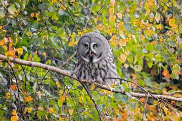 Sticker - great gray owl