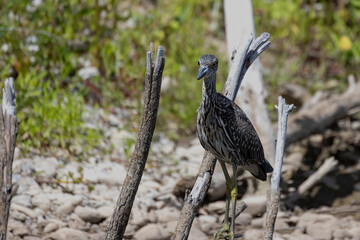 Canvas Print - The yellow-crowned night heron (Nyctanassa violacea), young bird.