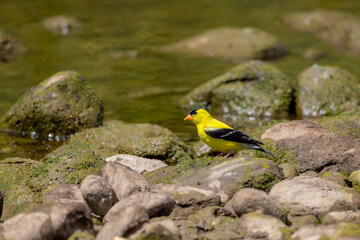 Canvas Print - The American goldfinch (Spinus tristis) drinking from the creek