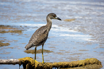 Poster - The yellow-crowned night heron (Nyctanassa violacea), young bird.