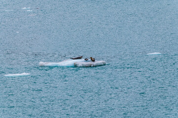 Wall Mural - A view of a group of Stellar sea lions on an iceflow in Glacier Bay, Alaska in summertime