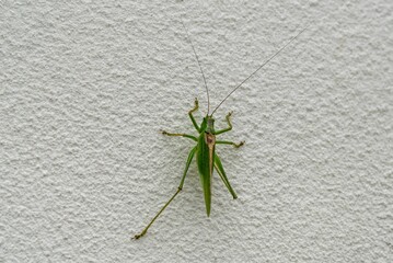 Closeup of a big green grasshopper on white wall