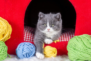 British bicolor kitten, grey and white cute cat