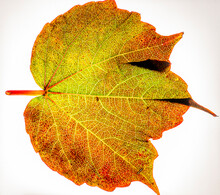 Macro Photo Of An Autumnally Curved Leaf Of Wild Wine
