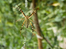 Agriope Bruennichi. Yellow Garden Spider. Yellow-black Spider In Her Spiderweb. A Poisonous Agriope Spider Sits On A Web