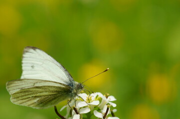 Wall Mural - A beautiful butterfly in wildflowers. Insects in nature.