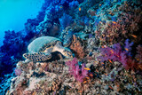 Fototapeta Do akwarium - Hawksbill sea turtle, Eretmochelys imbricata, Shark Reef, Ras Mohammed, Sinai, Egypt, Red Sea 