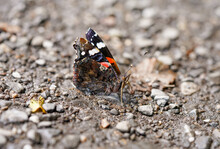 An Red Admiral Sits On Stony Ground. Butterfly Close-up. Vanessa Atalanta.