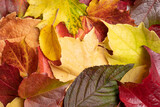 Fototapeta Dmuchawce - colourful autumn foliage, pictorial