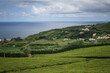 Panoramic Landscape view in a tea plantation on the island of São Miguel, Azores, Portugal