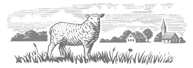 Wall Mural - Engraving farm sheep. Village meadow hand drawn sketch