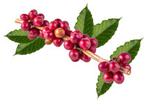 Fresh Arabica Coffee Beans Ripening Isolated On Alpha Background