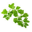 Bunch leaves parsley isolated over alpha background