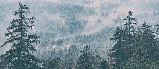 Wall Mural - panoramic view of forest with morning fog, analogue vintage toning