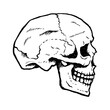 Side view of a hand-drawn human skull. Black and white. Transparent background.