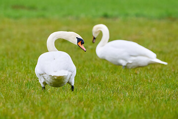 Wall Mural - Mute swans couple eating grass on a field (Cygnus olor)