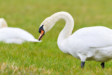 Wall Mural - Mute swans couple eating grass on a field (Cygnus olor)