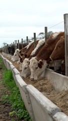 Poster - Slow motion of Cows eating balanced feed in a feedlot in a field in Argentina