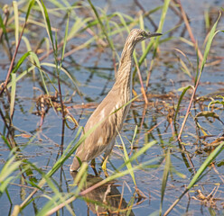 Wall Mural - Squacco heron stood in grass reeds by river bank