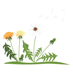  A clearing with beautiful dandelions on a white background. Cute summer wildflowers. Vector illustration in hand-drawn style