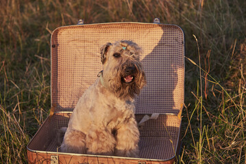 A fluffy golden dog sits in a vintage suitcase.