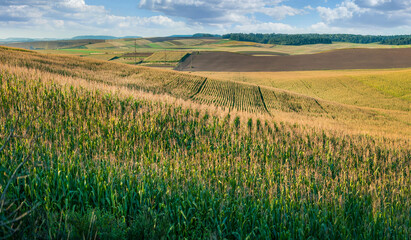 Wall Mural - Corn field in foreground, farmland on hills in late summer, beautiful row pattern