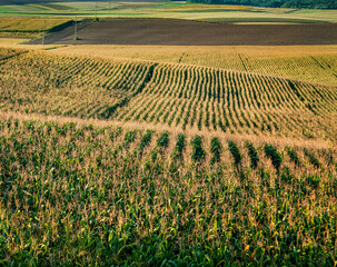 Wall Mural - Corn field on hills under late summer sunlight, beautiful row pattern
