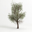 3d illustration of Populus fremontii tree isolated on white bachground