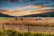 Pferde auf der Weide im Sonnenuntergang
