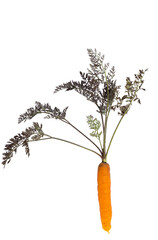 Wall Mural - carrots with leaves isolated