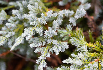 Sticker - background of thuja close-up