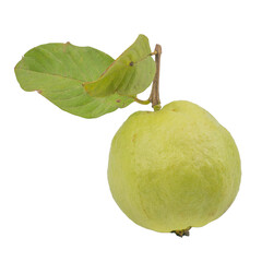 Wall Mural - Guava fruit, Guayaba, Goiaba, (Psidium guajava Linn) tropical fruit isolated on white background.
