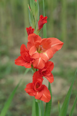 Wall Mural - red and white colored gladiolus in a garden.