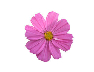 Wall Mural - isolated pink cosmos flower with clipping paths.
