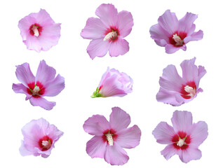 Poster - set of pink color flowers isolated on white background