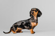 Beautiful marble dachshund dog on a gray background