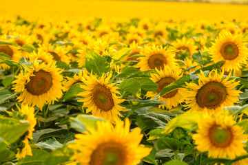  Blooming sunflowers with bright yellow petals and green leaves grow in field. Agriculture in countryside on sunny summer day close view
