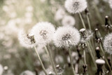 Fototapeta Dmuchawce - White ball of dandelion in natural background. Wallpaper and poster in vintage style.