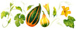 Pumpkins watercolor. Autumn clip art. Pumpkins, flowers, leaves painted in watercolor. Decor for the holidays. For the design of postcards, packages, etc.