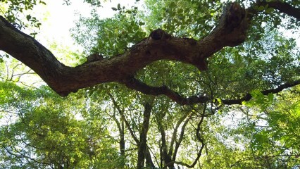 Wall Mural - Old tree in a forest. Amazing trees in a forest. Low angle view from trees. 